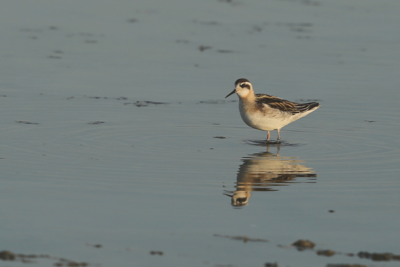 Phalarope à Bec Étroit 2015-09 Baisse de Cinq Cents Francs.jpg