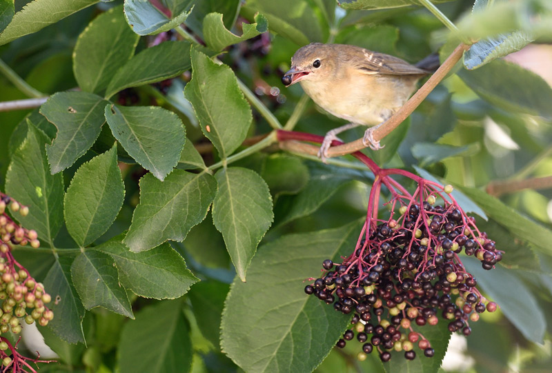 DSC_2635.jpg