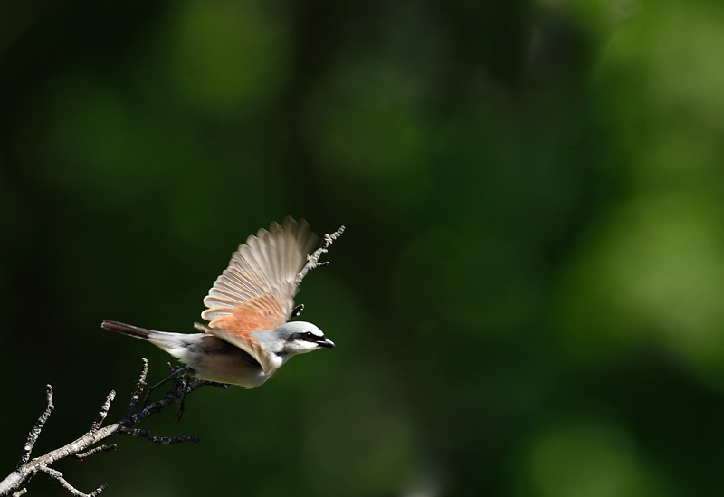 DSC_8901.jpg