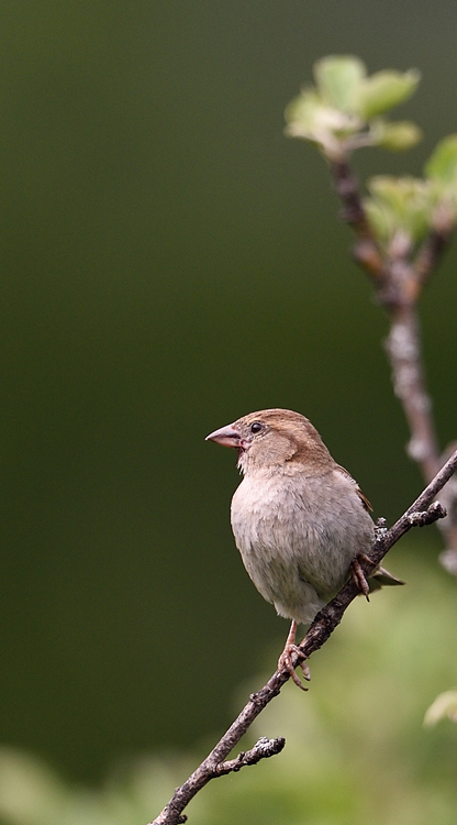 DSC_0031.jpg