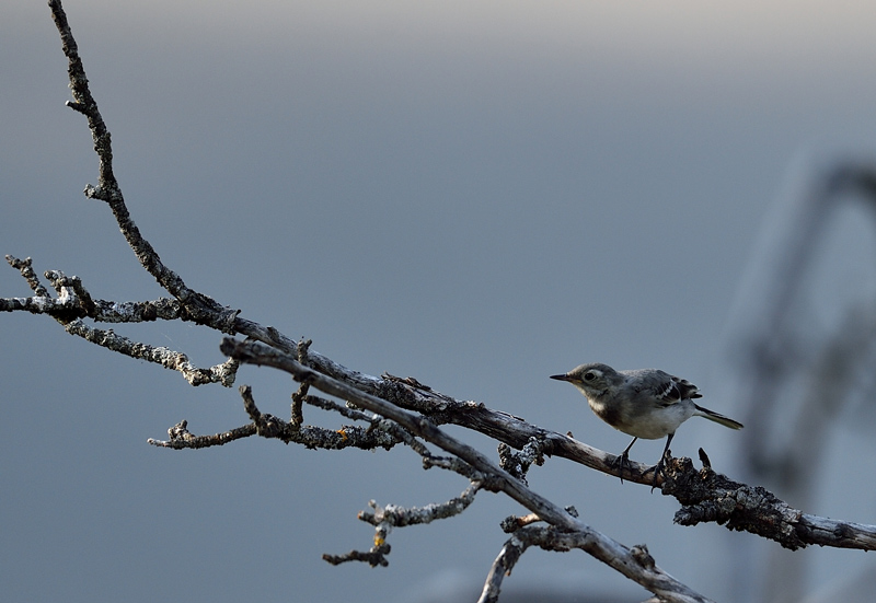 DSC_1769.jpg