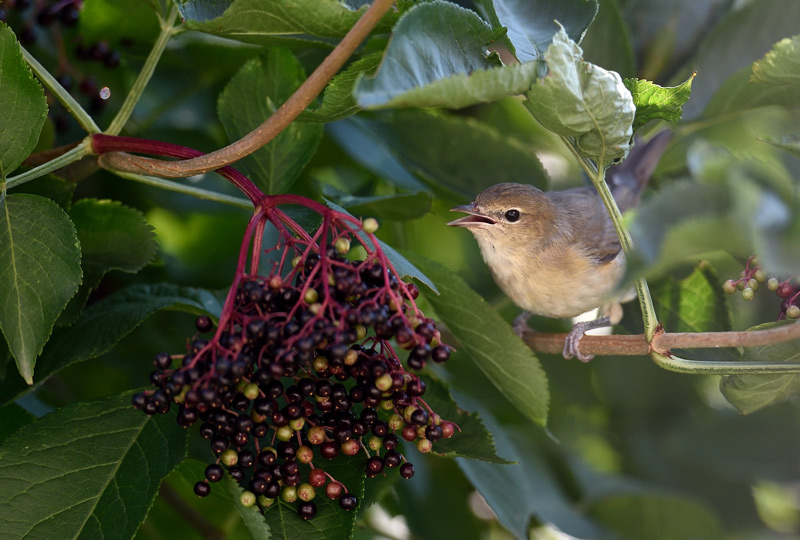 DSC_2618.jpg