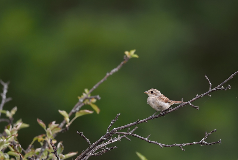 DSC_1796.jpg