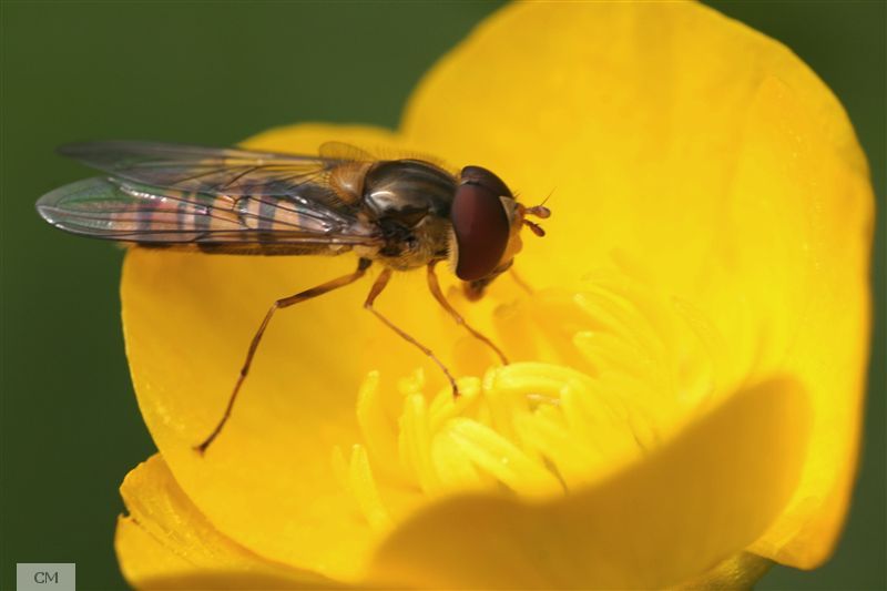 syrphe_yellow.jpg