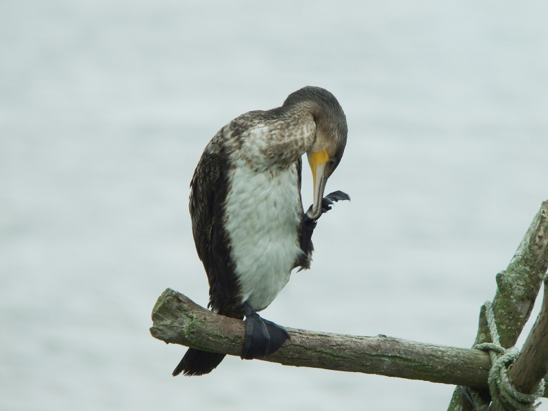 DSCF3475.JPG