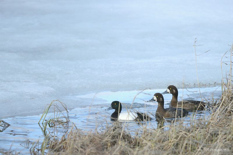 DSC_0502 IN.jpg