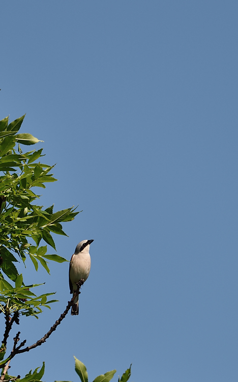 DSC_9766.jpg