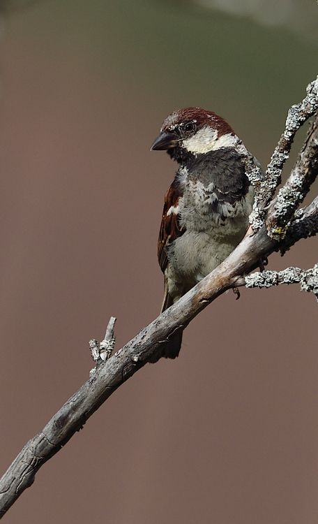DSC_2507.jpg
