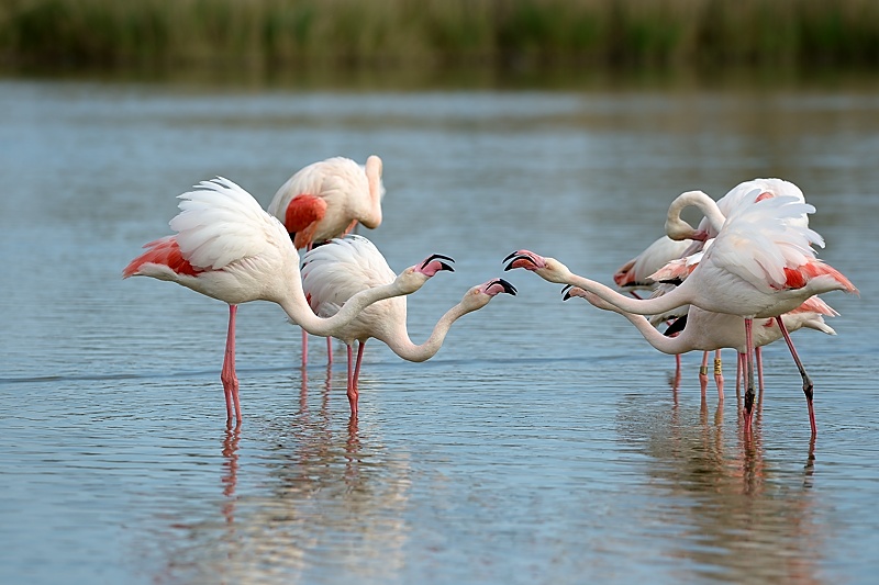 Flamants roses 151.jpg