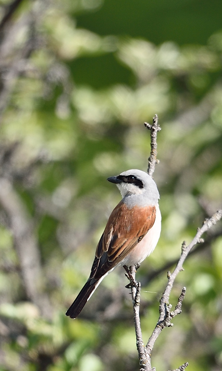 DSC_9574.jpg