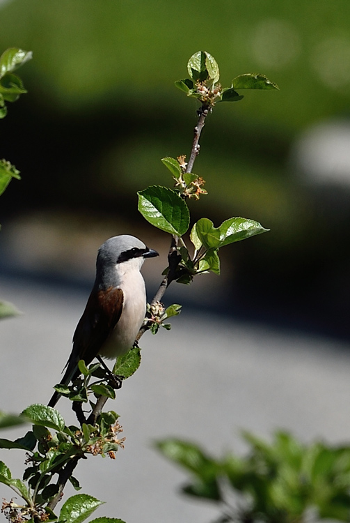 DSC_9276.jpg