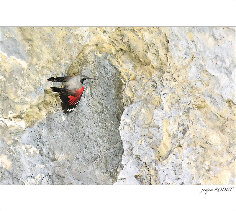 ticho-014.jpg