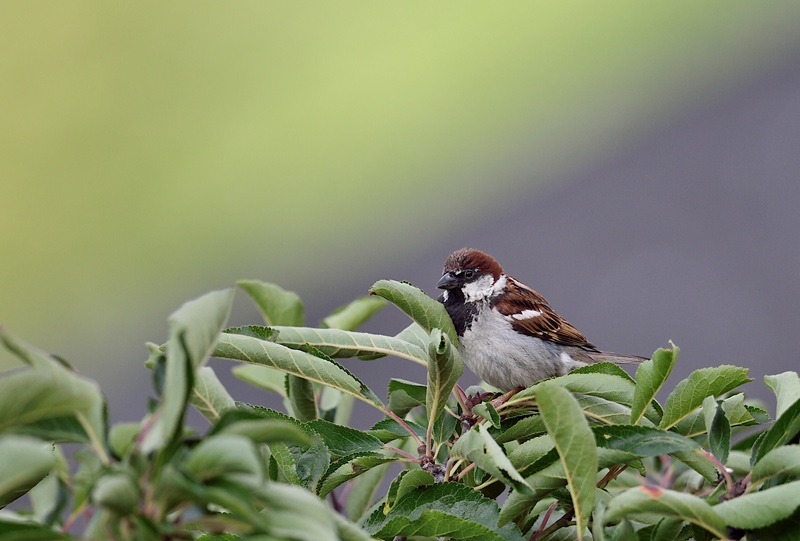 DSC_2541.jpg