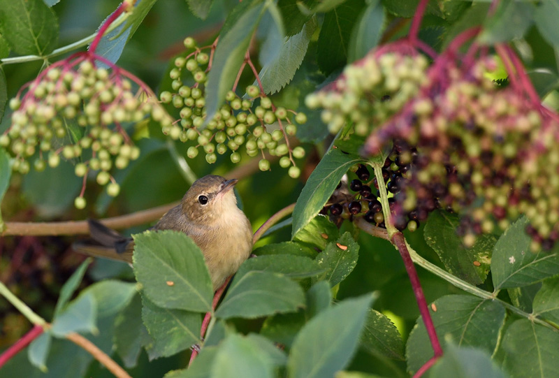 DSC_2654.jpg