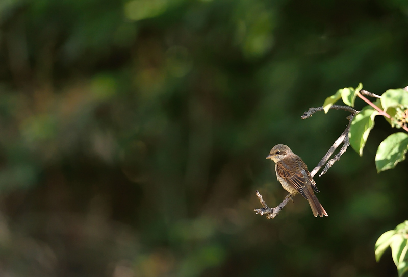DSC_2052.jpg