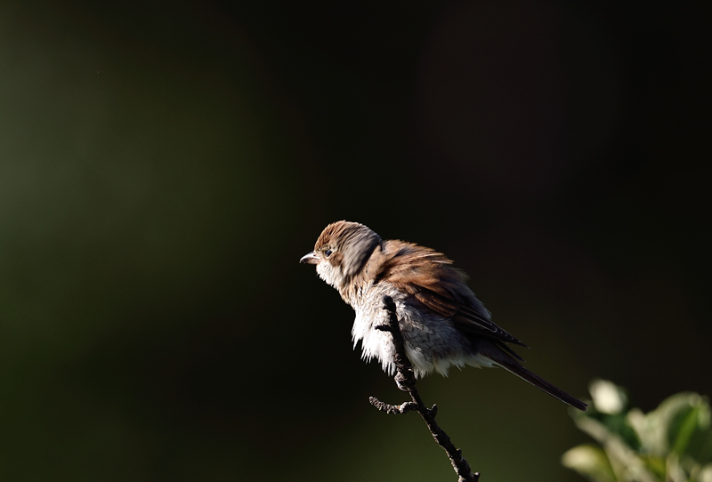 DSC_1636.jpg