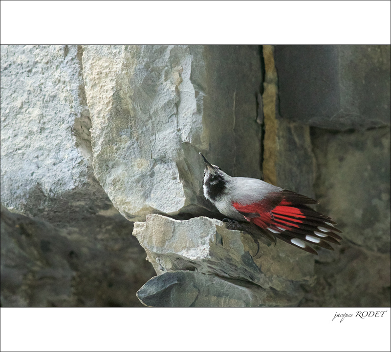 ticho-026.jpg