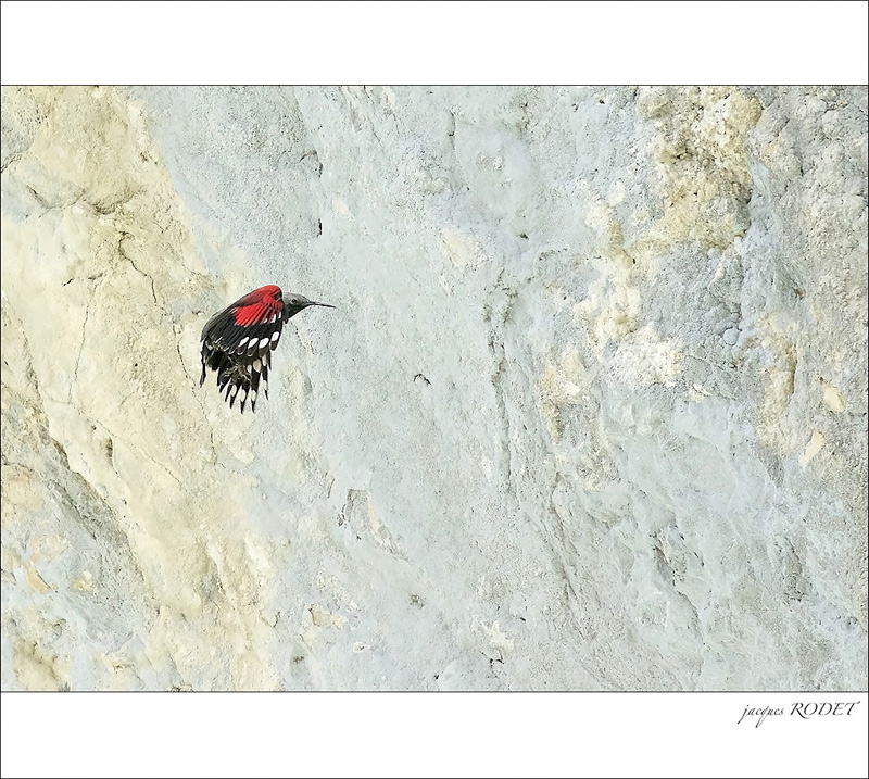 ticho-034.jpg