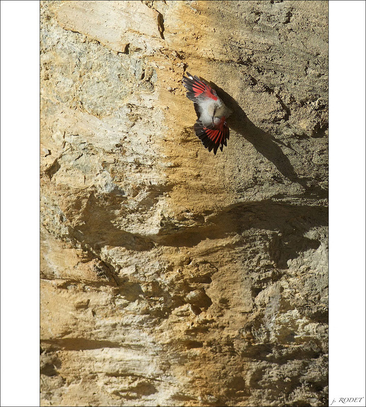 ticho-035.jpg