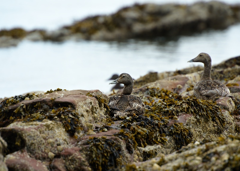Eider à duvet 1 - ecosse.jpg