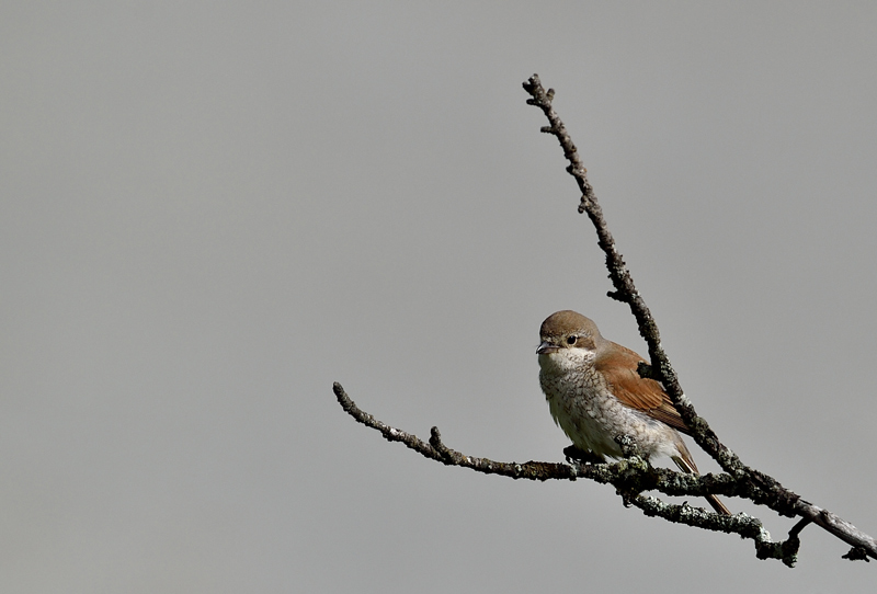 DSC_0432.jpg
