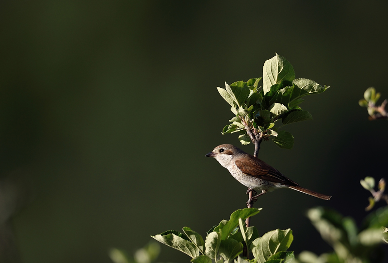 DSC_0496.jpg