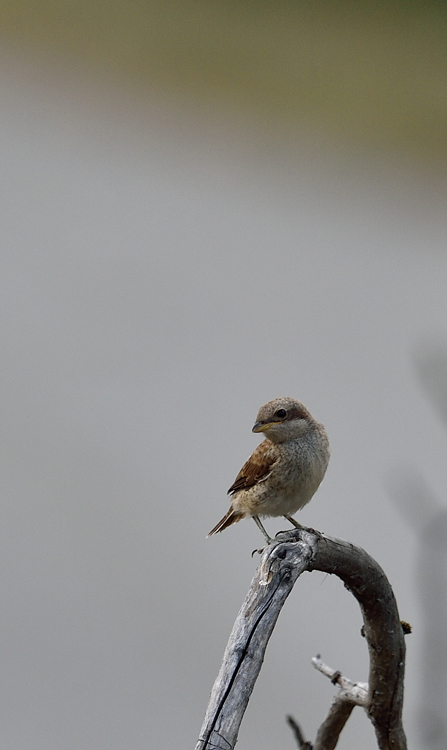 DSC_1105.jpg