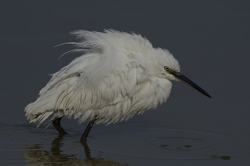 Aigrette_Ori.jpg