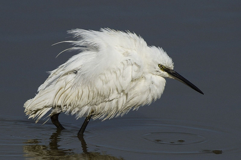 Aigrette_Retouch.jpg