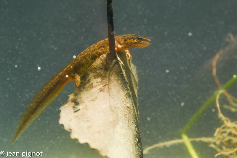 triton alpestre-3.jpg