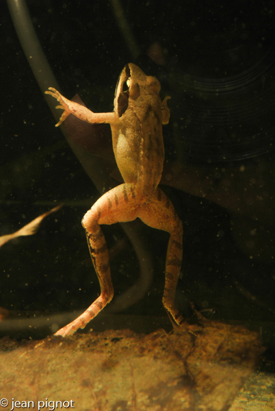 grenouille rousse.jpg