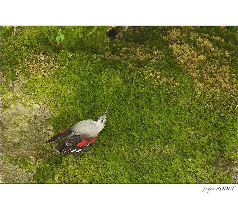 ticho-038.jpg