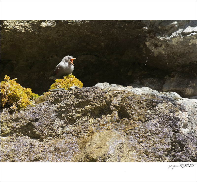 ticho-040.jpg