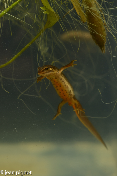 triton alpestre.jpg
