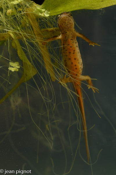 triton alpestre-2.jpg