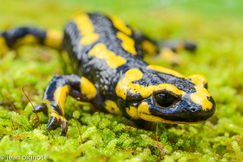 salamandre-2.jpg