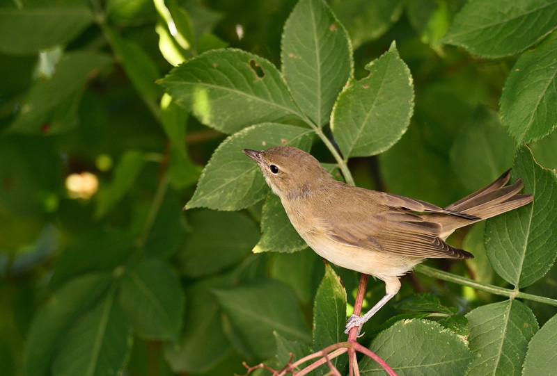 DSC_2649.jpg