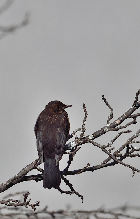 DSC_2542.jpg