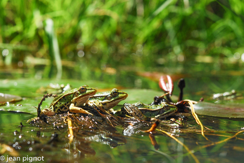 grenouille verte.jpg