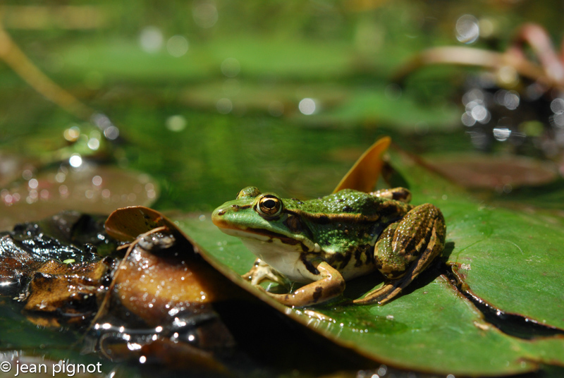 grenouille verte-2.jpg