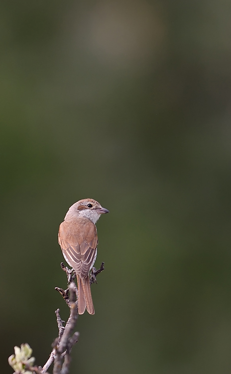 DSC_1498.jpg
