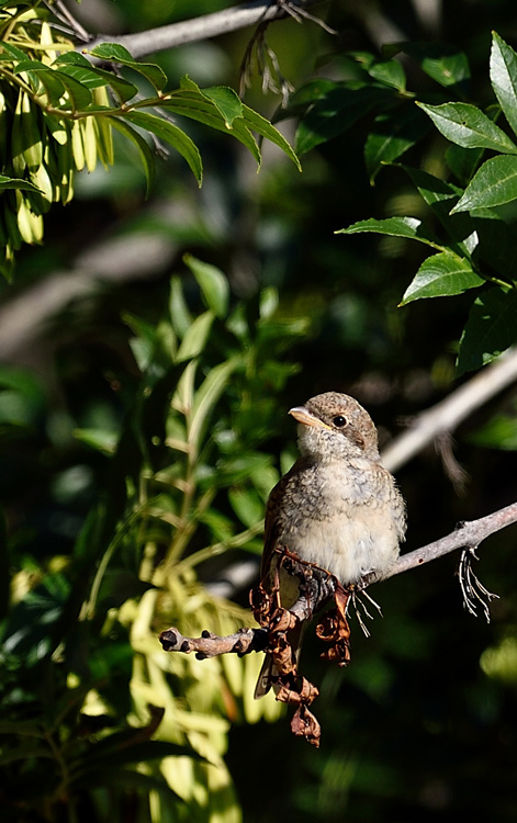 DSC_2114.jpg