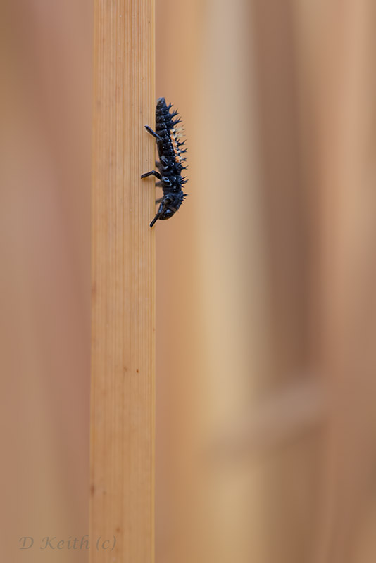 Mommenheim_18-10-2015-13-53-23_0076.jpg
