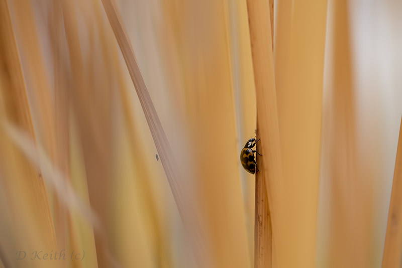 Mommenheim_18-10-2015-13-17-27_0014.jpg