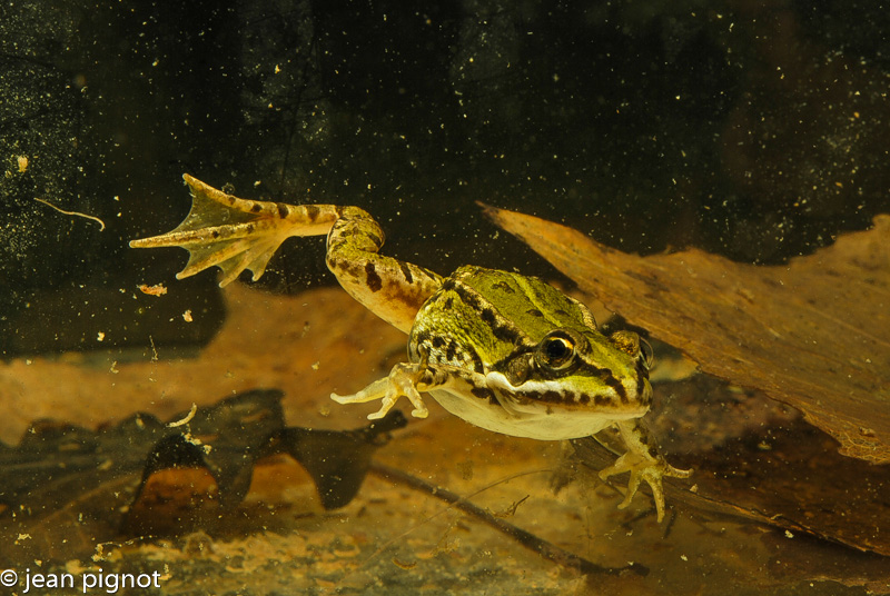 grenouille.jpg