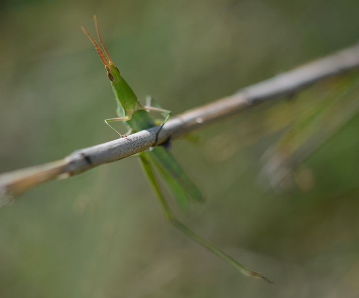 N° 5-DSC_6005 copie.jpg