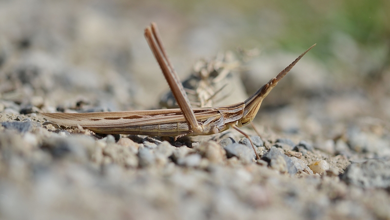 N° 6-DSC_6217 copie.jpg