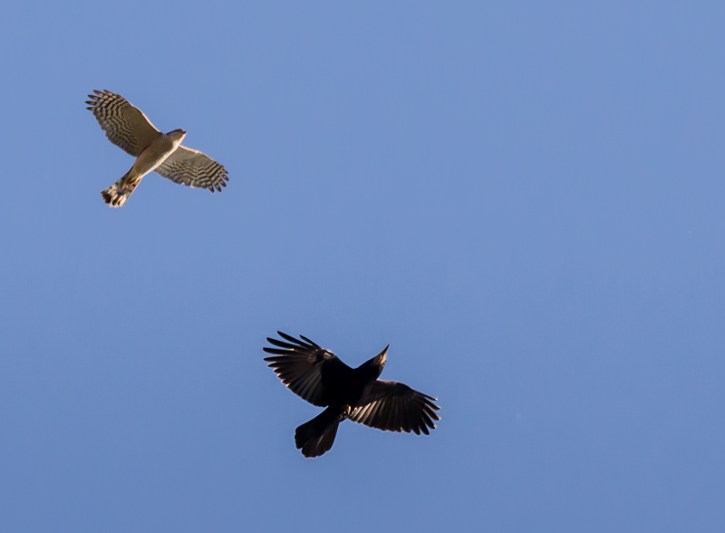 DSC_4035.jpg