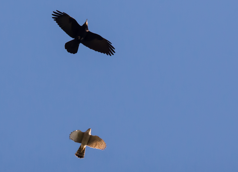 DSC_4037.jpg