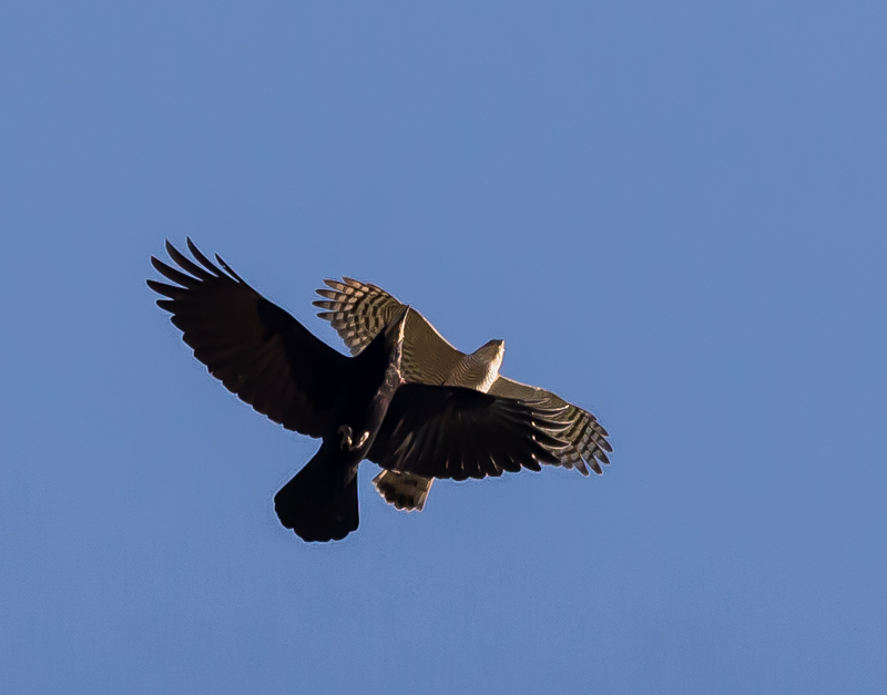 DSC_4036.jpg